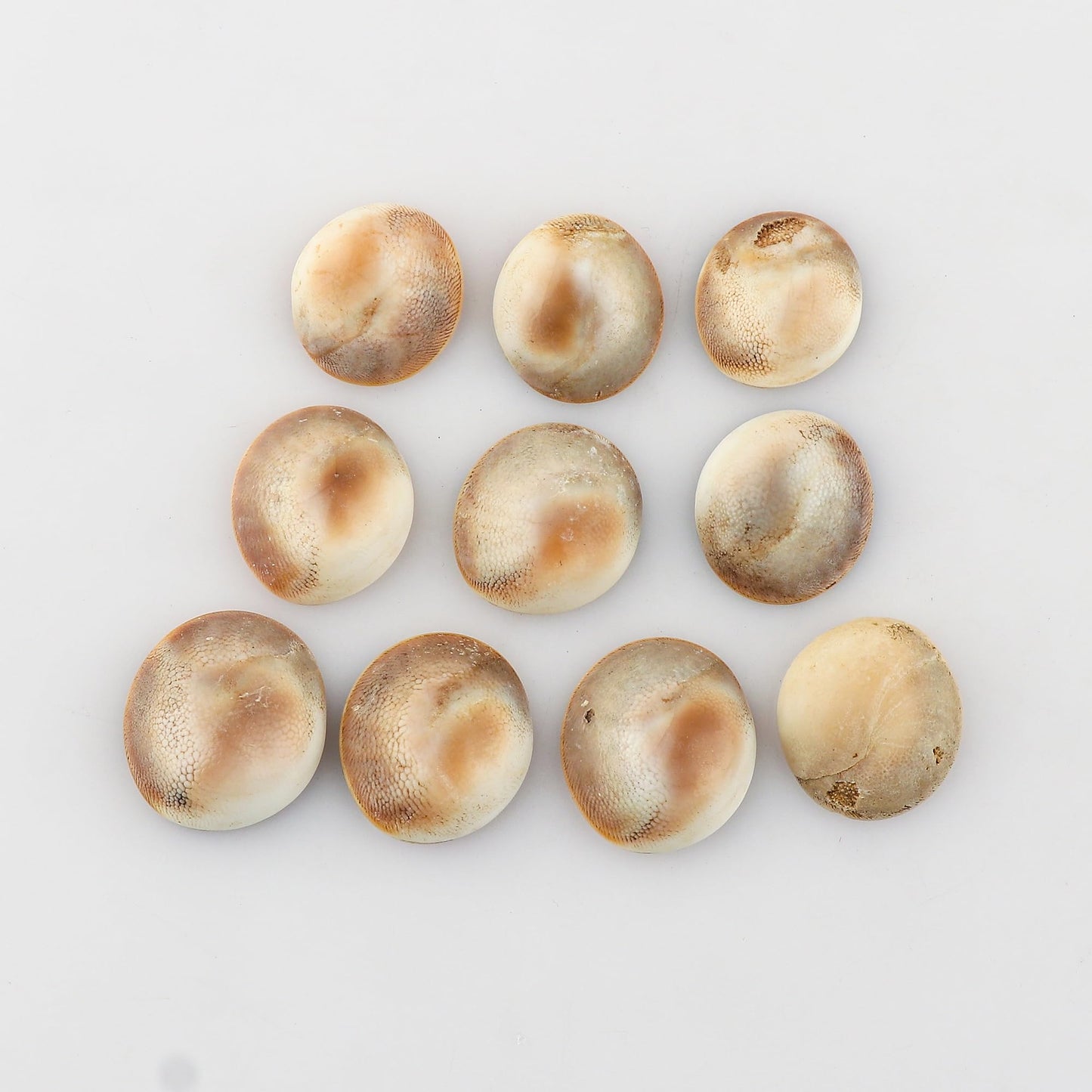 CRYSTALIS Wholesale 10pcs Natural Shiva Eye Shell Loose Gemstone Bulk Cabochons Jewelry Making Supply, Chakra & Healing Polished Stones, Wire Wrapping, DIY, Gem Collection, 15mm+