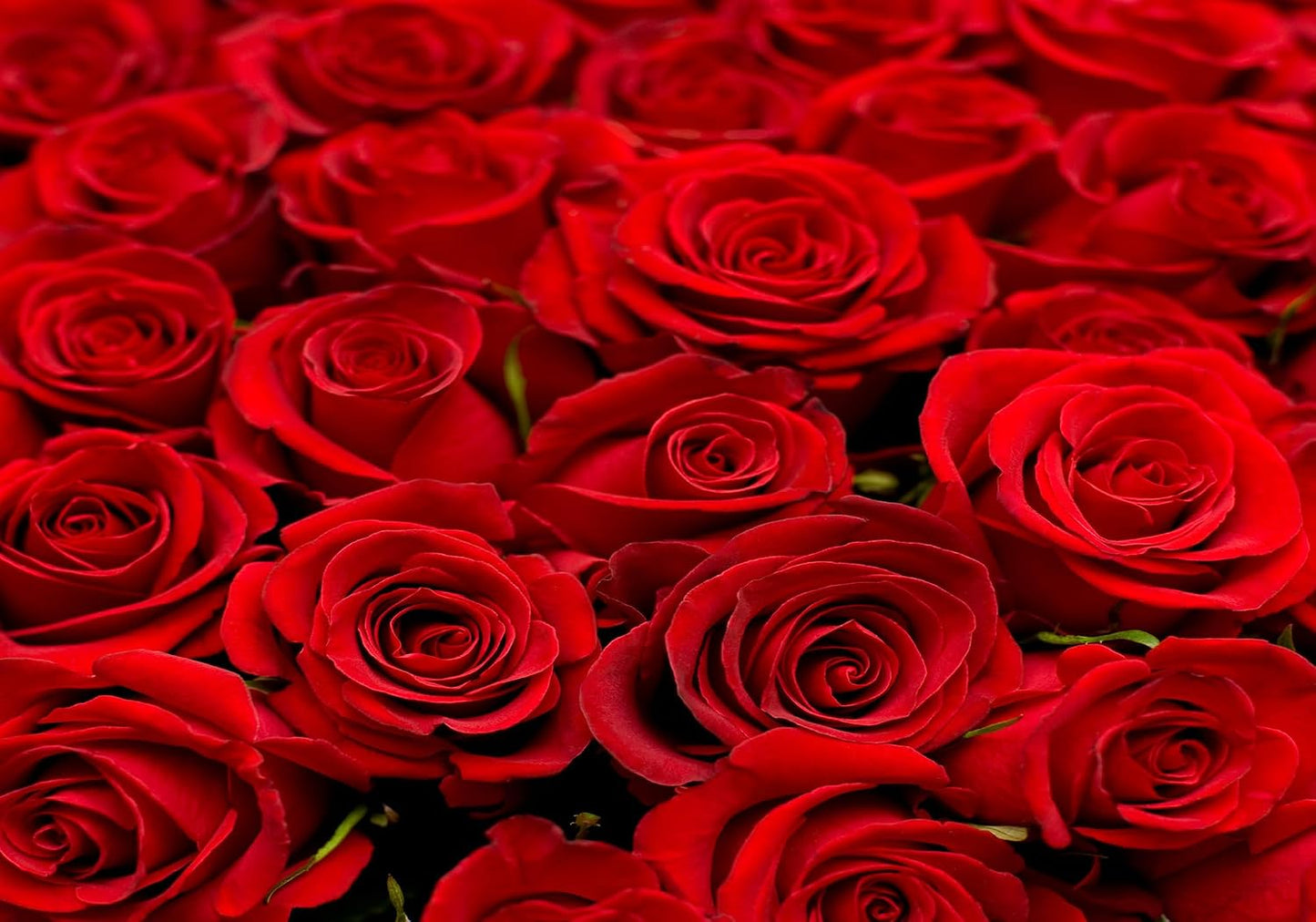 SHDASMIL 8X8ft Bright Red Roses Close Up Backdrop Fresh Floral Bouquet Background for Valentines Day Wedding Party