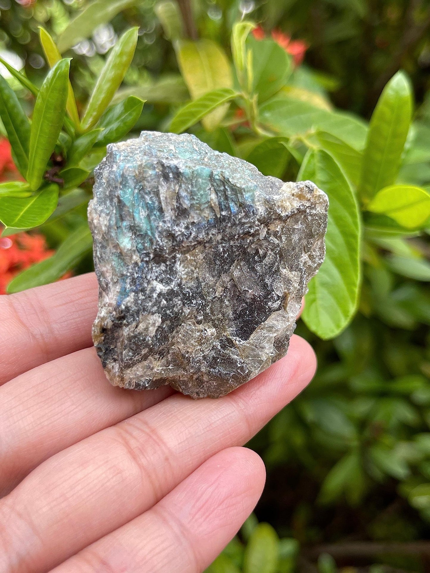 GAF TREASURES Wholesale Raw Labradorite Crystals, Natural Labradorite Stone, Natural Rough Labradorite Crystals, Labradorite Rough, Labradorite Healing Crystals (Labradorite, 0.5 Pound)